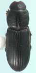Pleurophorus caesus